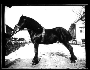 ArCJ - Cheval - 137 J 1974 a