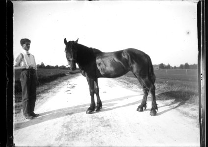 ArCJ - Cheval - 137 J 2541 a