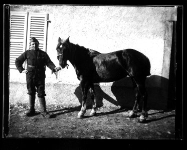 ArCJ - Cheval - 137 J 593 a