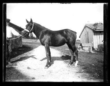 ArCJ - Cheval - 137 J 623 a