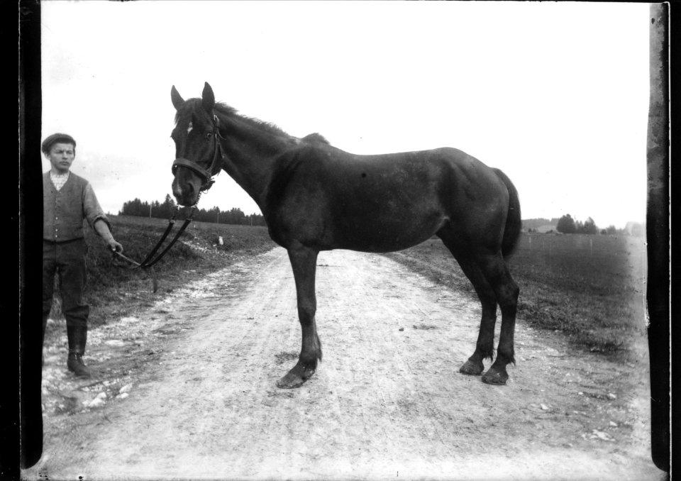 ArCJ - Cheval - 137 J 2537 a