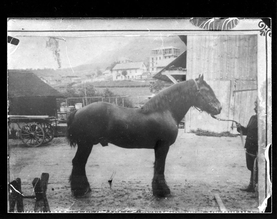 ArCJ - Cheval - 137 J 1089 a