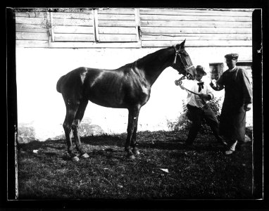 ArCJ - Cheval - 137 J 885 a