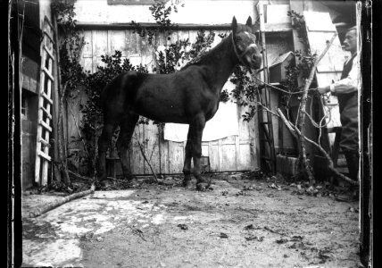 ArCJ - Cheval - 137 J 2684 a