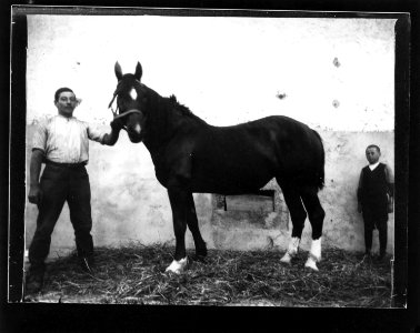ArCJ - Cheval - 137 J 1132 a