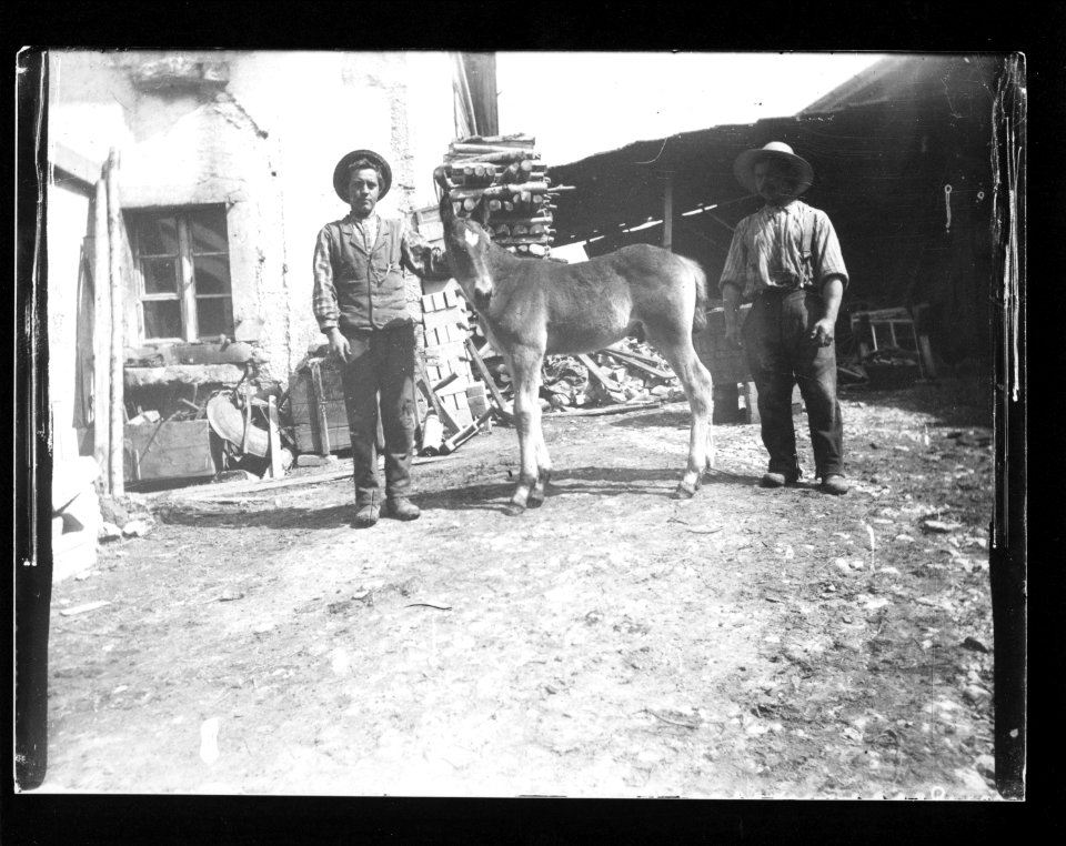 ArCJ - Cheval - 137 J 1635 a