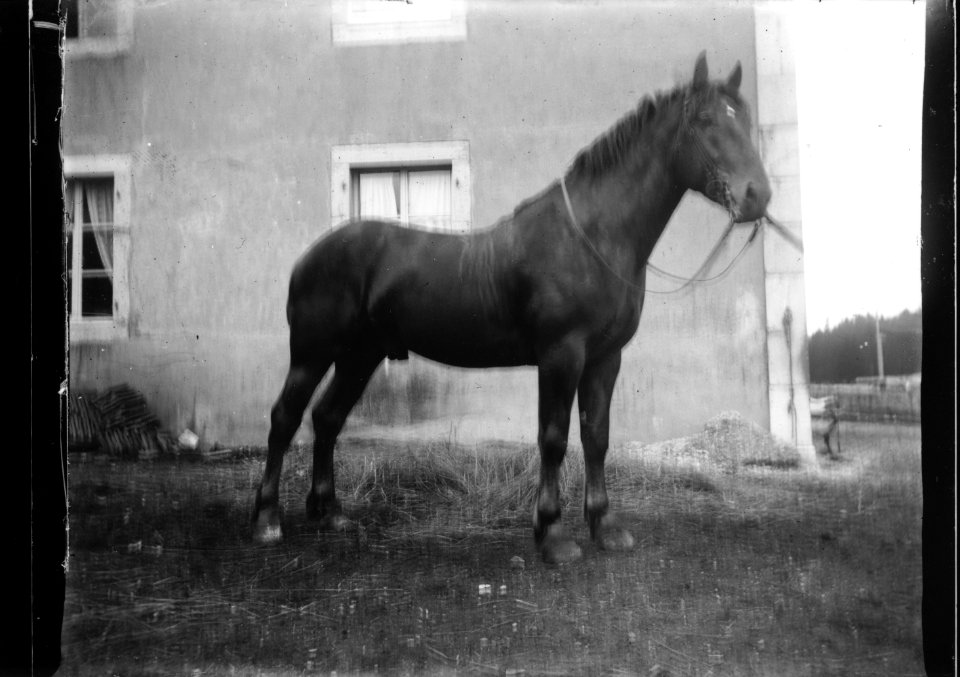 ArCJ - Cheval - 137 J 2693 a