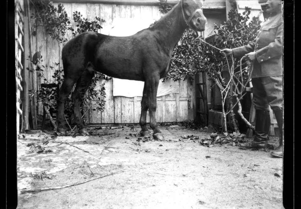 ArCJ - Cheval - 137 J 2685 a