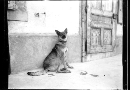 ArCJ - Chien - 137 J 2793 a