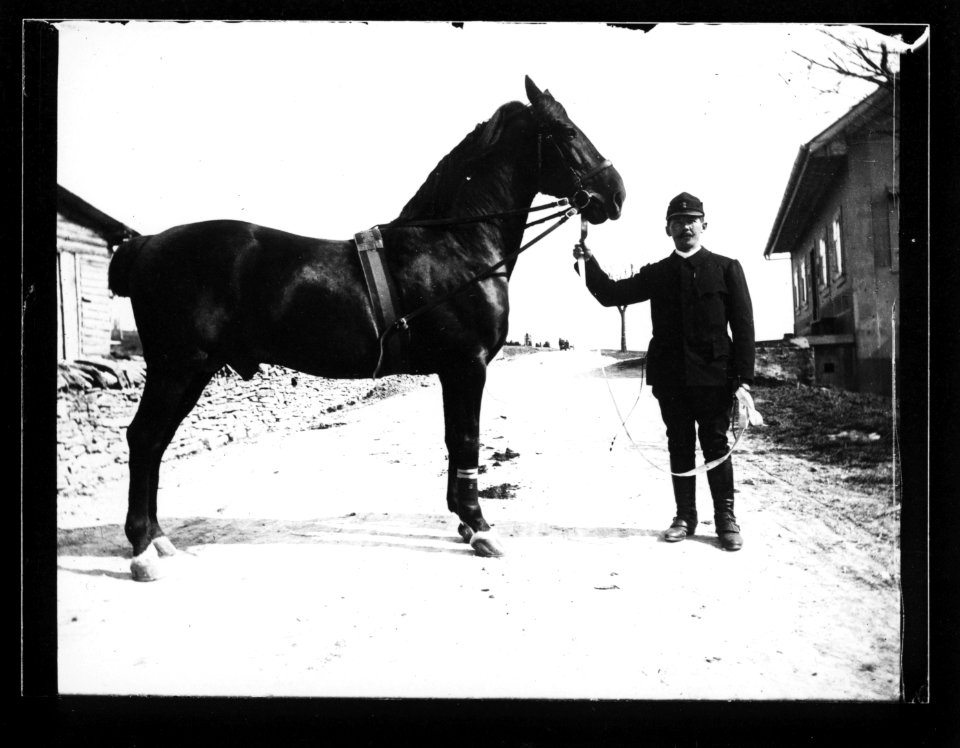 ArCJ - Cheval - 137 J 1900 a