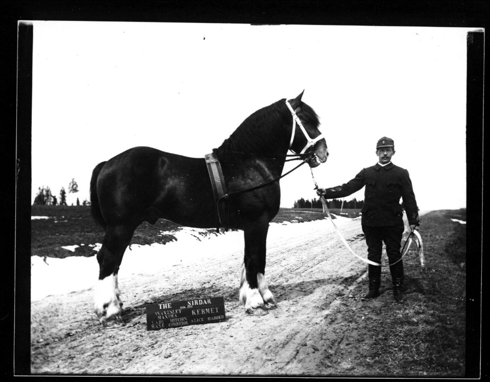 ArCJ - Cheval - 137 J 1923 a
