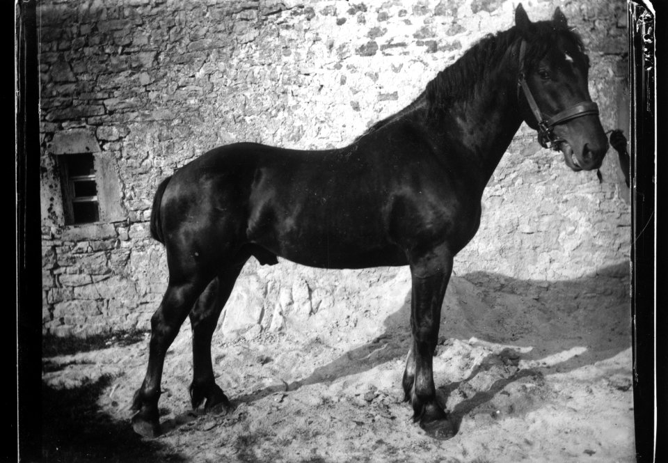 ArCJ - Cheval - 137 J 2699 a