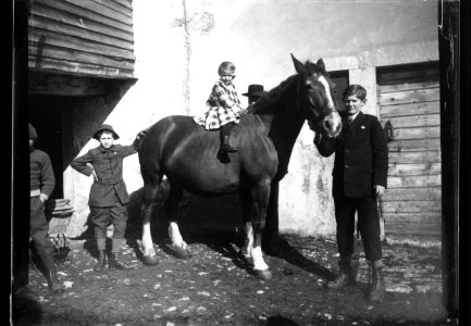 ArCJ - Cheval - 137 J 2763 a