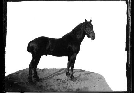 ArCJ - Cheval - 137 J 2449 a