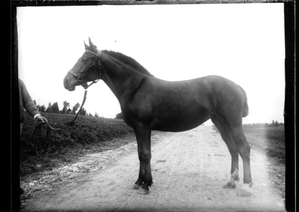 ArCJ - Cheval - 137 J 2539 a