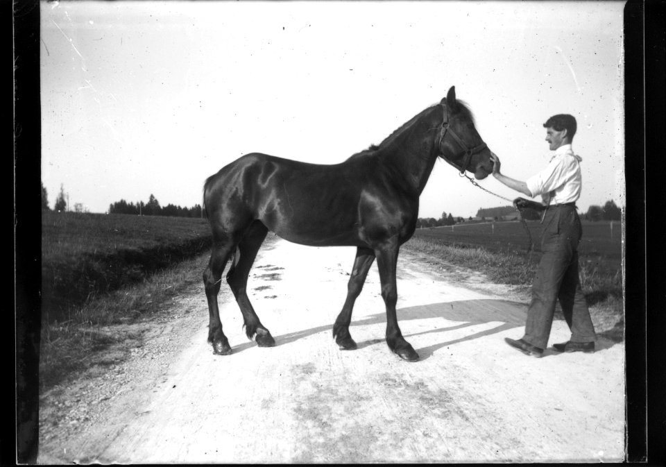 ArCJ - Cheval - 137 J 2876 a