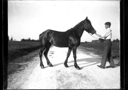 ArCJ - Cheval - 137 J 2876 a