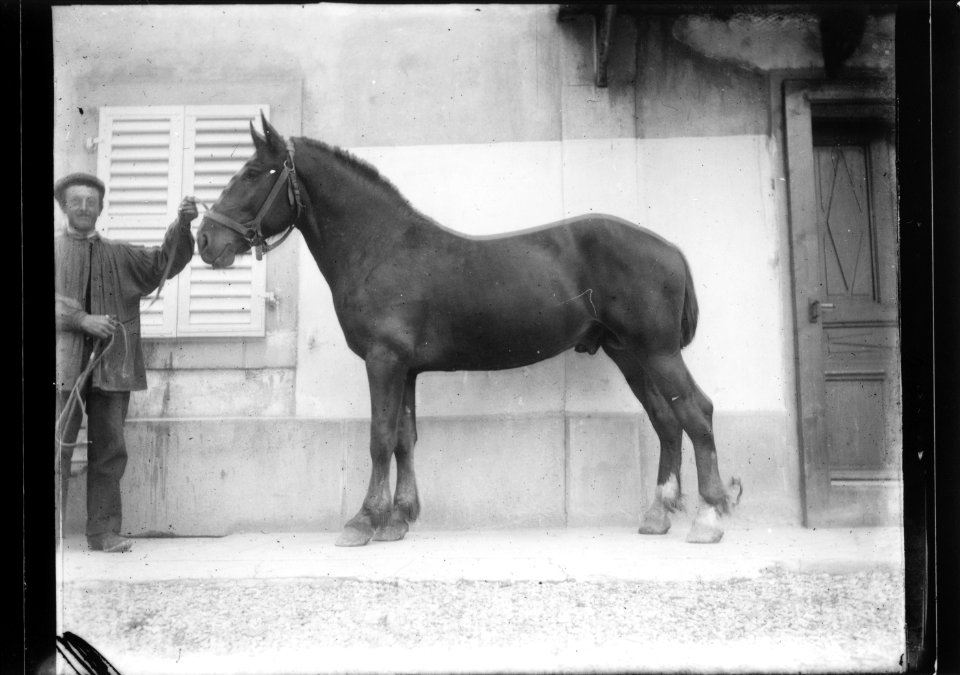 ArCJ - Cheval - 137 J 2900 a