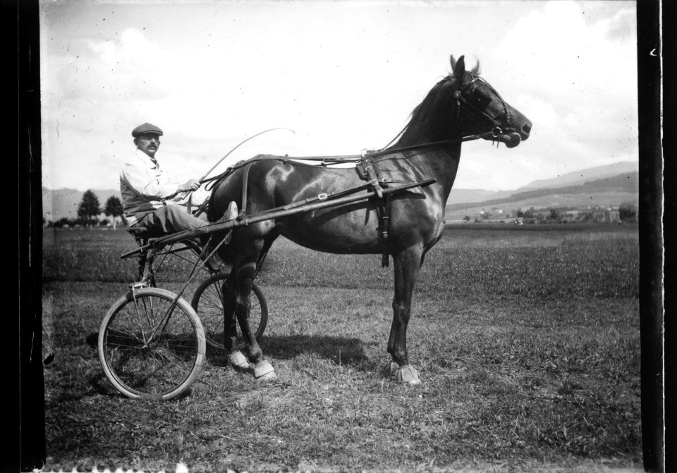ArCJ - Cheval - 137 J 2830 a