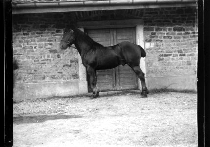 ArCJ - Cheval - 137 J 2688 a