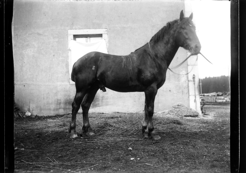 ArCJ - Cheval - 137 J 2692 a