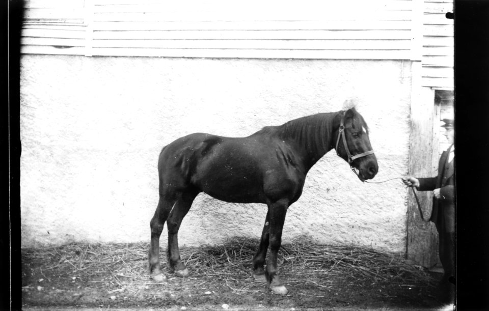 ArCJ - Cheval - 137 J 492 b
