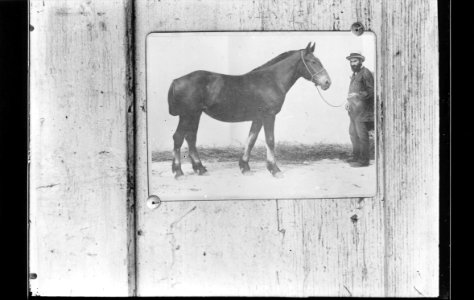 ArCJ - Cheval - 137 J 294 b