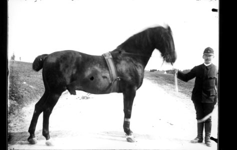 ArCJ - Cheval - 137 J 385 b