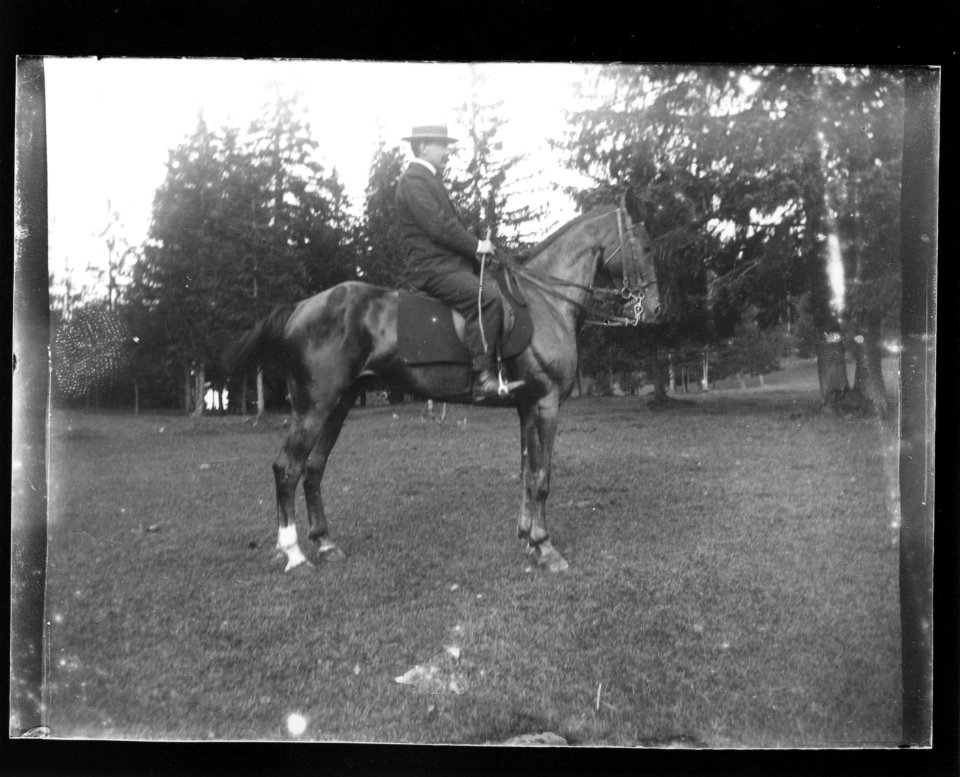 ArCJ - Cheval - 137 J 634 a
