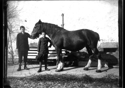 ArCJ - Cheval - 137 J 2762 a