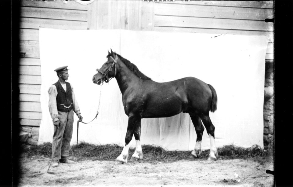 ArCJ - Cheval - 137 J 461 b
