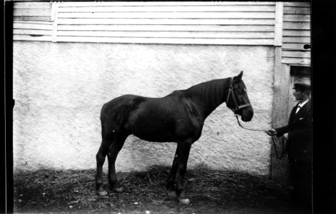 ArCJ - Cheval - 137 J 493 b