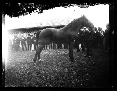 ArCJ - Cheval - 137 J 993 a