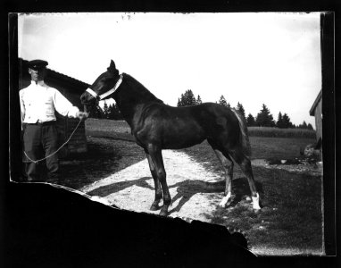 ArCJ - Cheval - 137 J 621 a