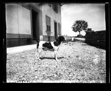 ArCJ - Chien - 137 J 2348 a