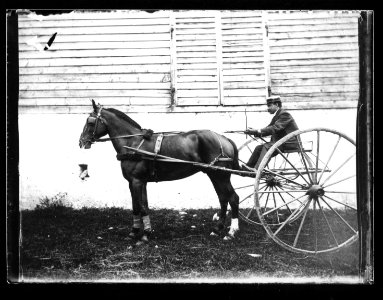 ArCJ - Cheval attelé en trotteur - 137 J 1038 a