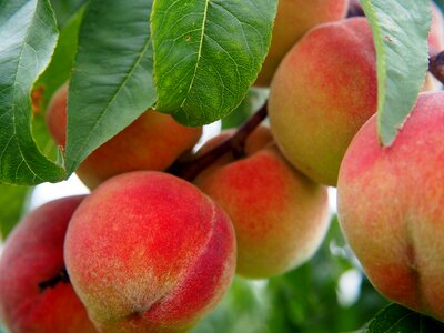 Peach tree bio tree