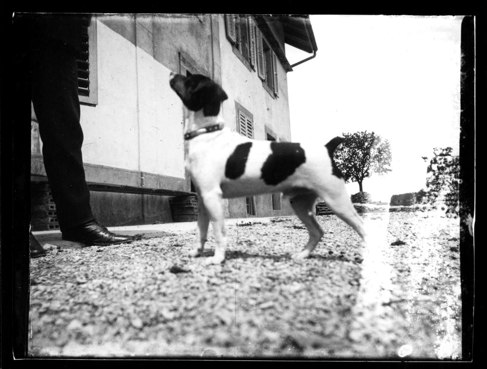 ArCJ - Chien - 137 J 2349 a