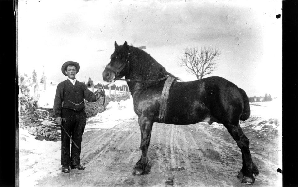 ArCJ - Cheval - 137 J 480 b