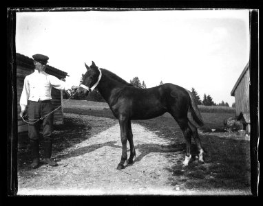 ArCJ - Cheval - 137 J 617 a