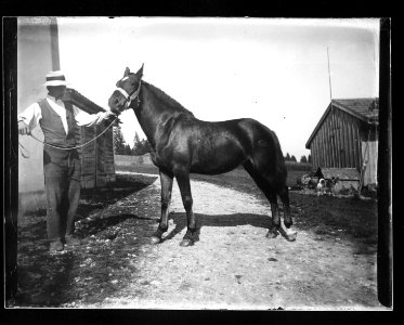 ArCJ - Cheval - 137 J 624 a