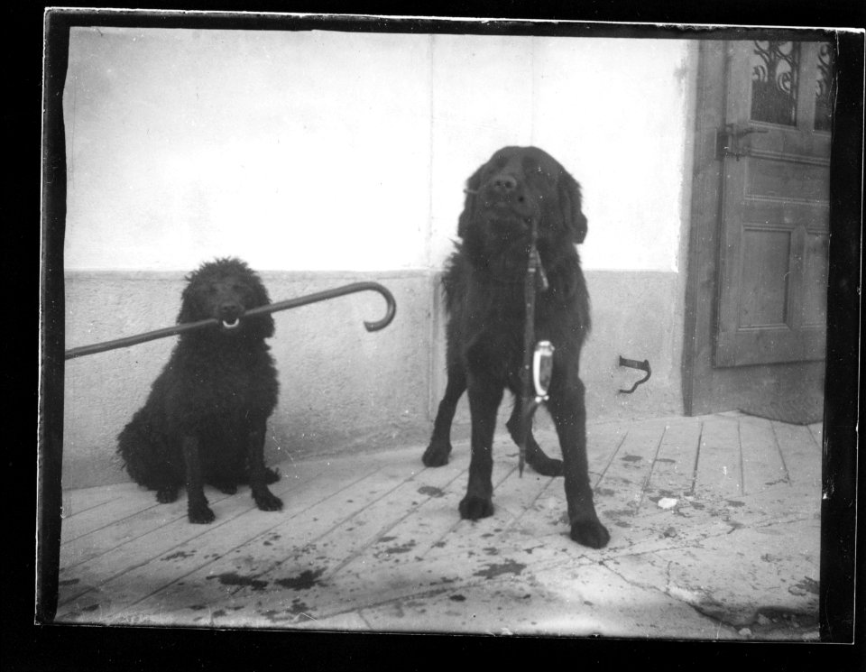 ArCJ - Deux chiens - 137 J 1086 a