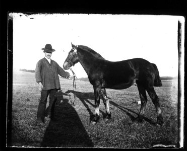 ArCJ - Cheval - 137 J 895 a