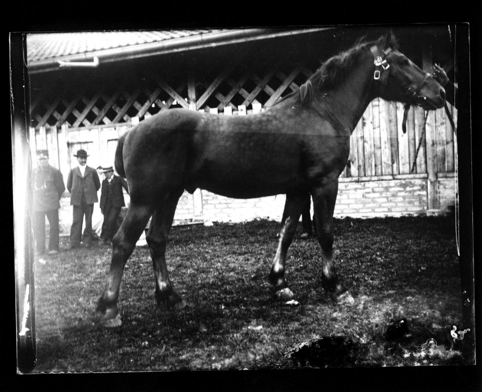 ArCJ - Cheval - 137 J 992 a