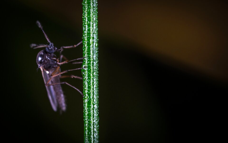 No one living nature macro