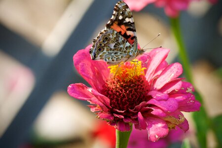 Summer flower wing photo