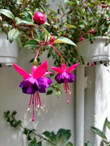 Hanging clock flower purple flower
