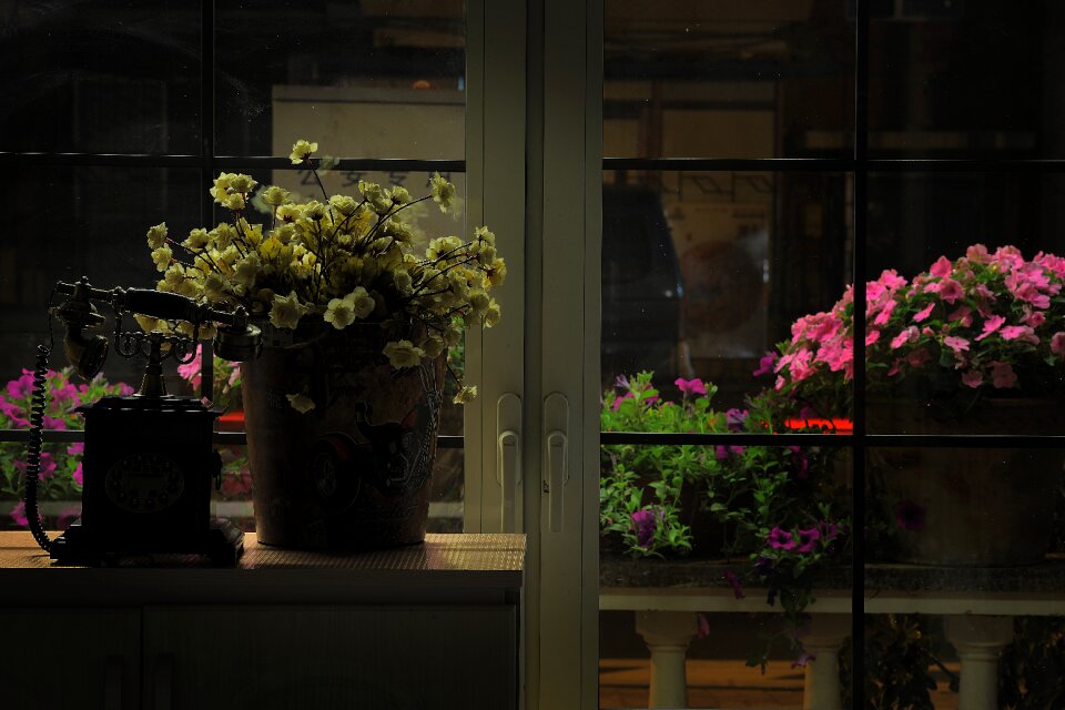 Still life night flower slow speed