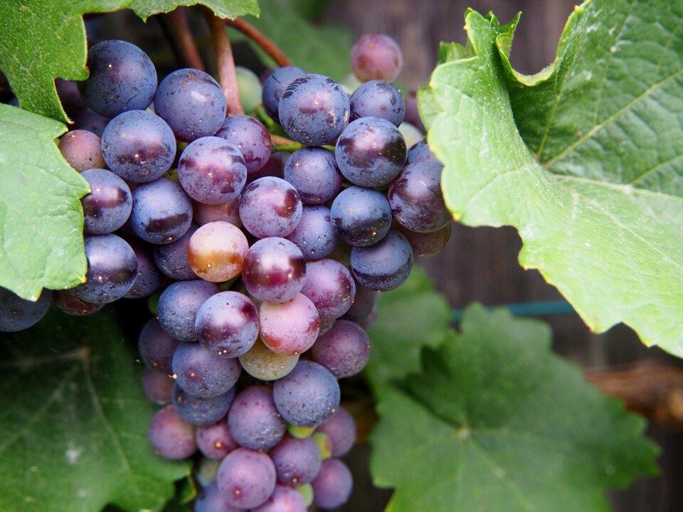 Eat winegrowing ripe grapes