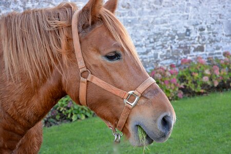 Equine horse head portrait photo